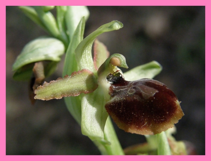 Ophrys sphegodes anche a Viareggio