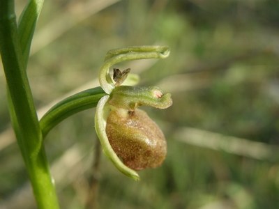 Lusus di Epipactis helleborine