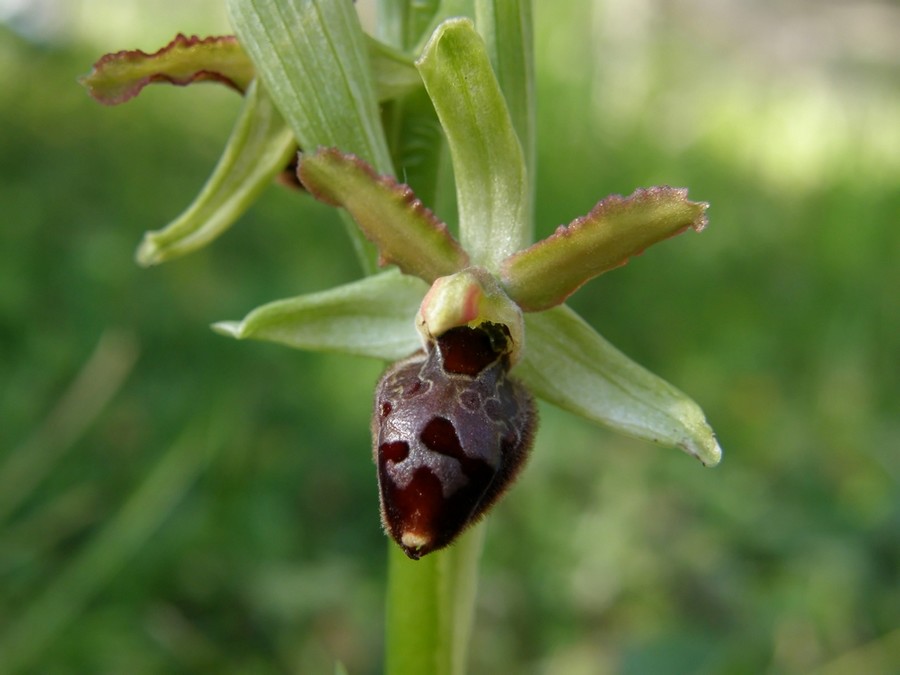 Ophrys sphegodes