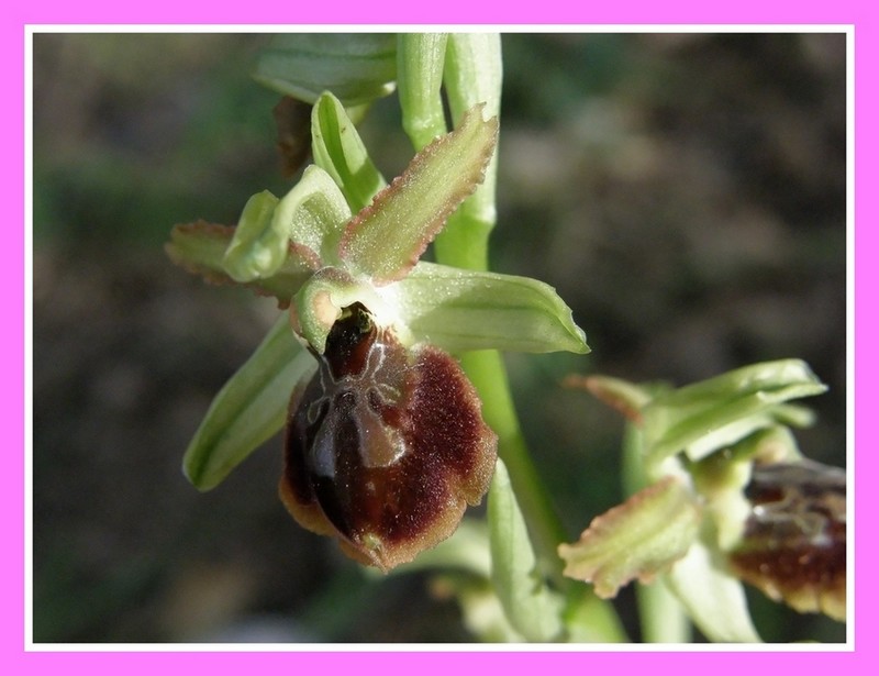 Ophrys sphegodes anche a Viareggio