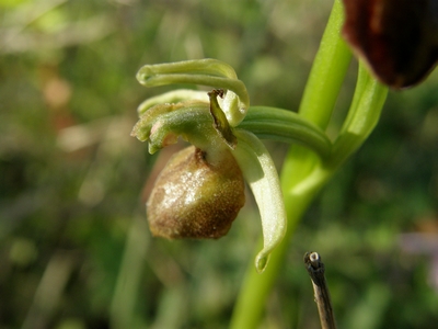 Lusus di Epipactis helleborine