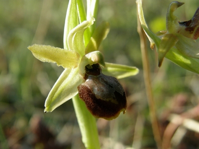 Micro...sphegodes