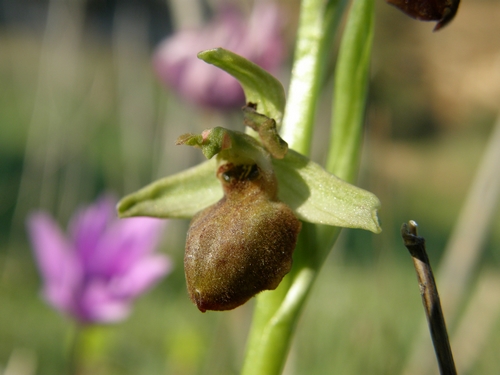 Lusus di Epipactis helleborine