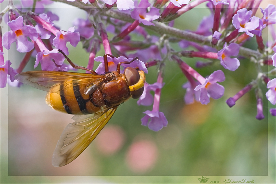 Volucella zonaria femmina