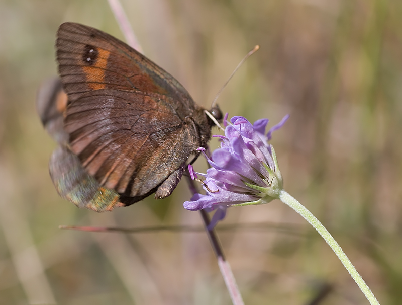 Erebia tyndarus? - Erebia neoridas