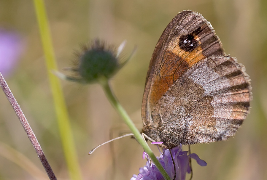 Erebia tyndarus? - Erebia neoridas