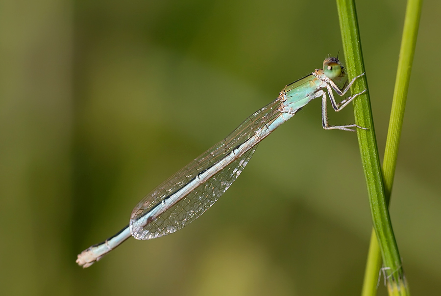 Erythromma...? ... Ischnura pumilio !