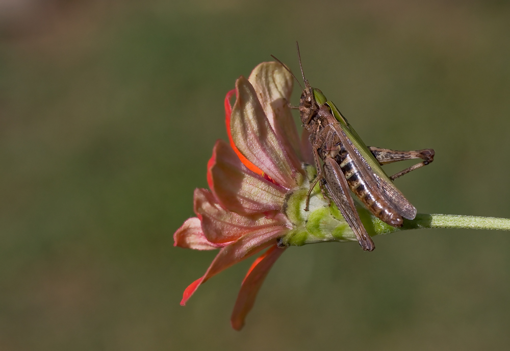 Omocestus rufipes (Acrididae)