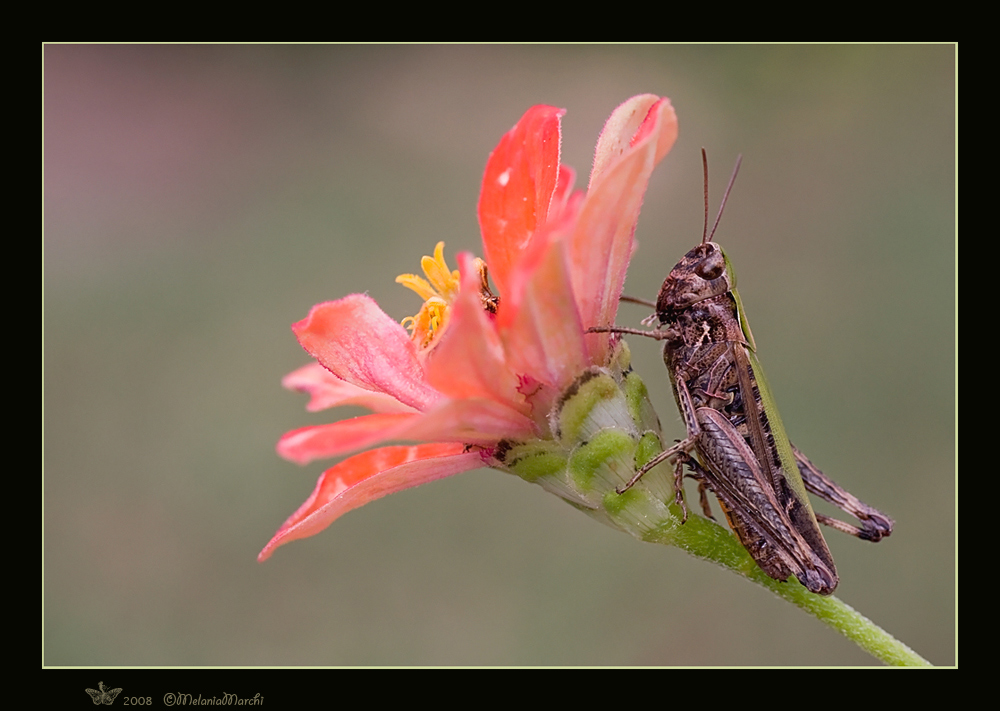 Omocestus rufipes (Acrididae)