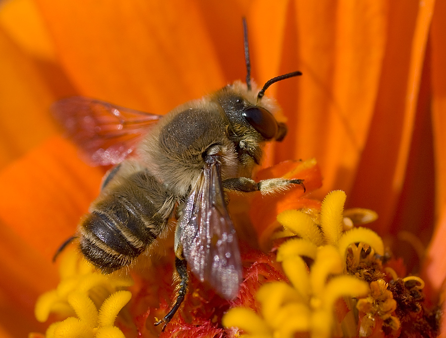 Megachile sp.. (Apidae Megachilinae).