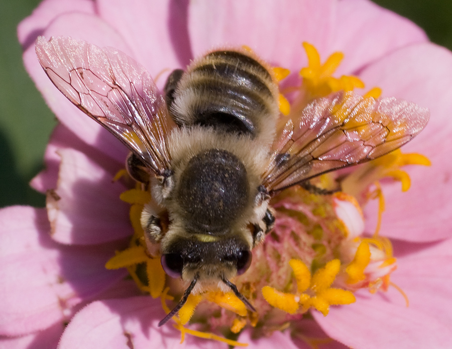 Megachile sp.. (Apidae Megachilinae).