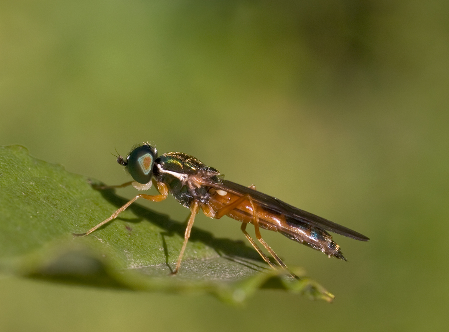 Sargus bipunctatus (Stratiomyidae)