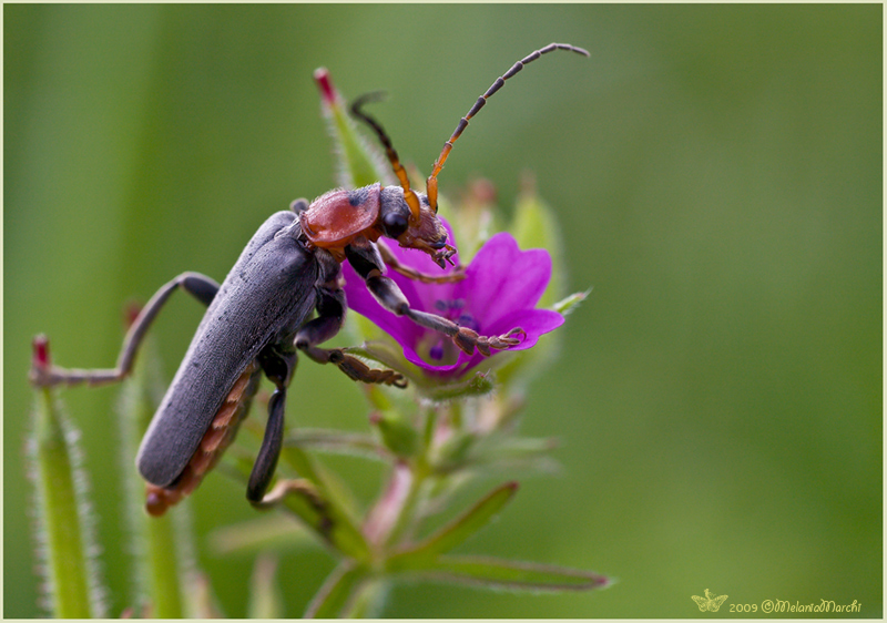 Cerambicide? No, cantaride Cantharis fusca