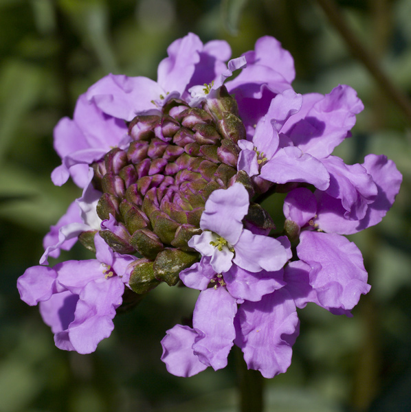 Iberis umbellata