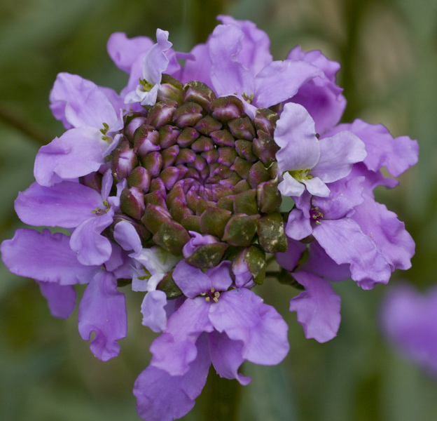 Iberis umbellata