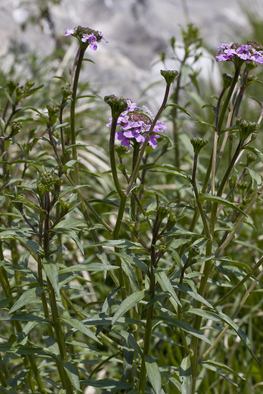 Iberis umbellata