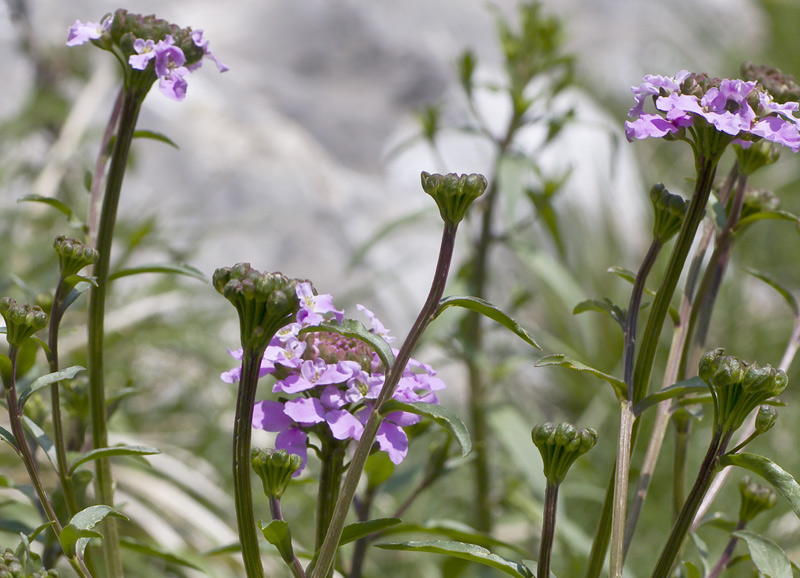 Iberis umbellata