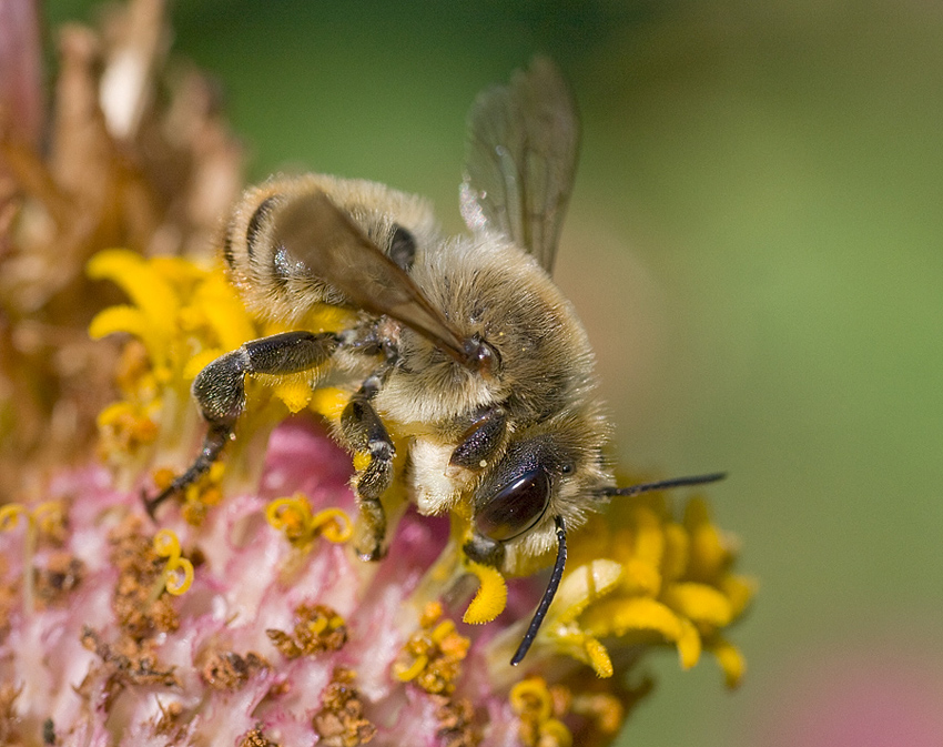 Megachile sp.. (Apidae Megachilinae).