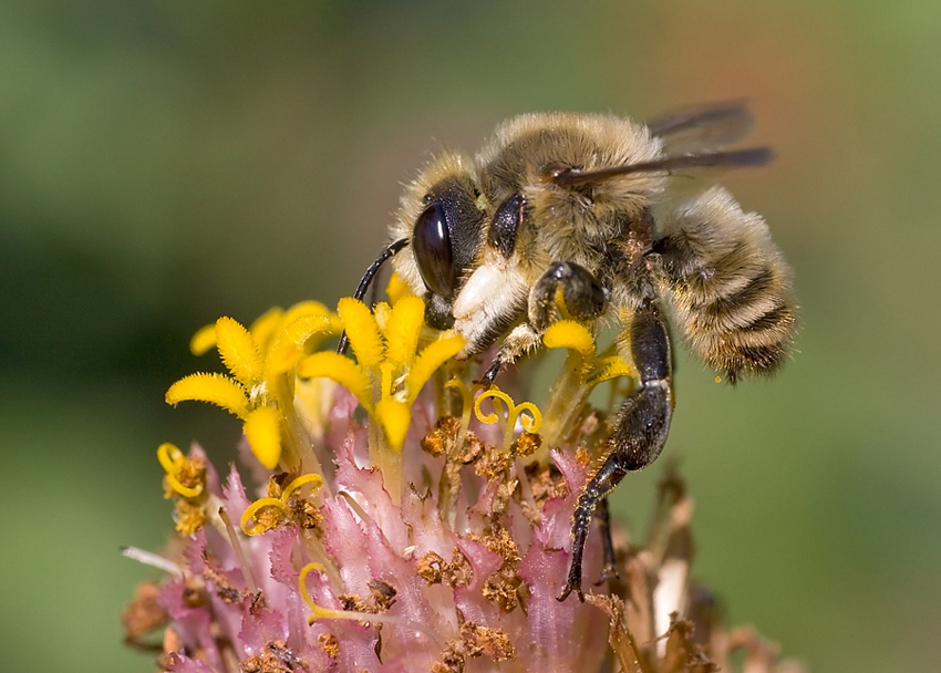 Megachile sp.. (Apidae Megachilinae).