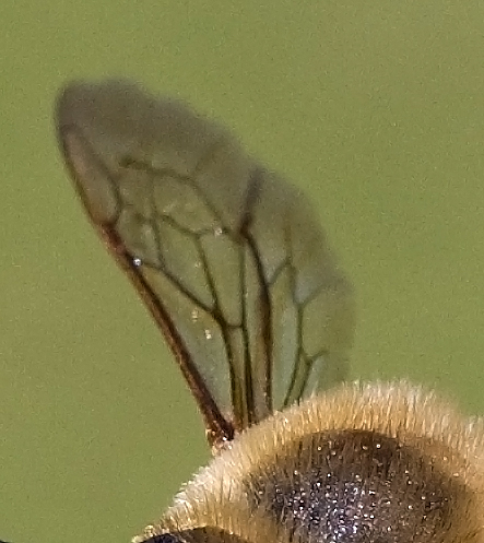 Megachile sp.. (Apidae Megachilinae).