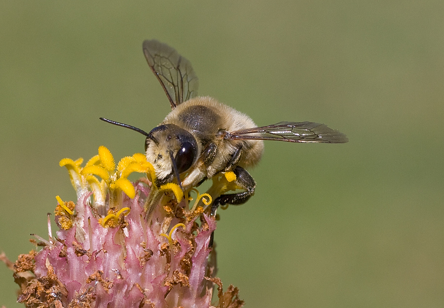 Megachile sp.. (Apidae Megachilinae).