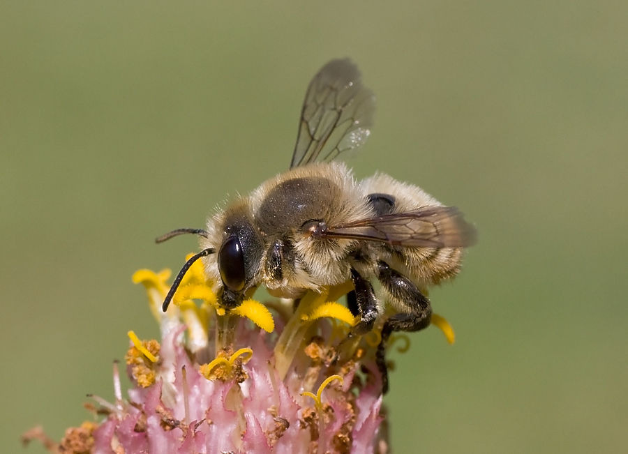 Megachile sp.. (Apidae Megachilinae).