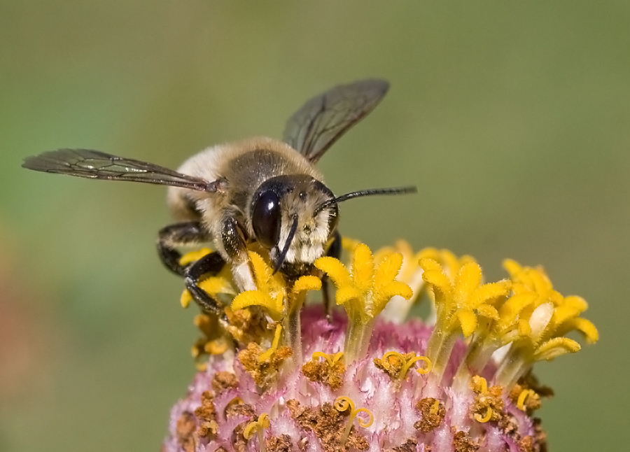 Megachile sp.. (Apidae Megachilinae).