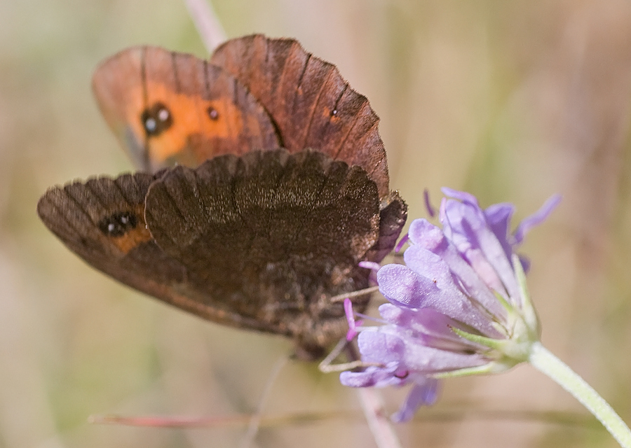 Erebia tyndarus? - Erebia neoridas