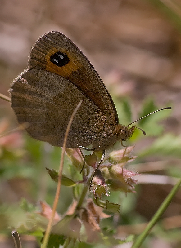 Erebia tyndarus? - Erebia neoridas