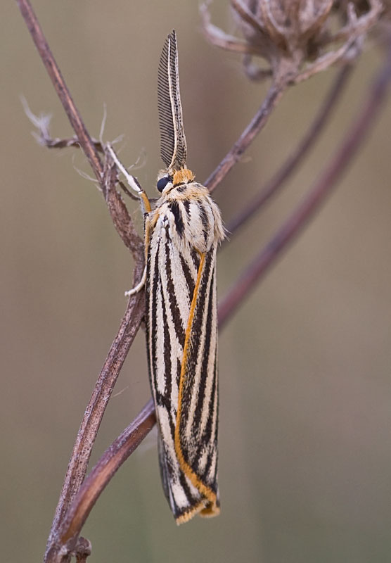 Coscinia striata