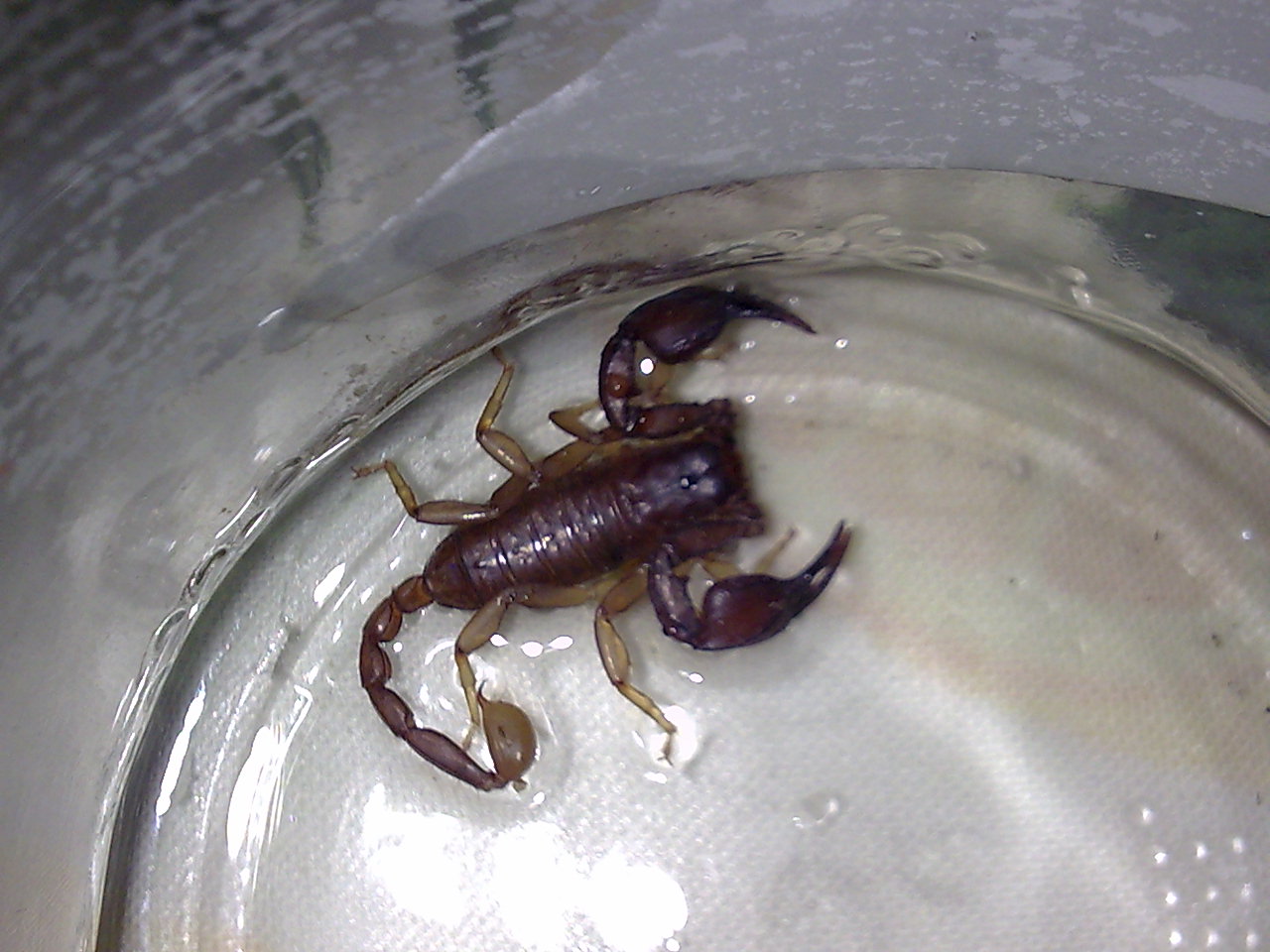 Euscorpius sp.