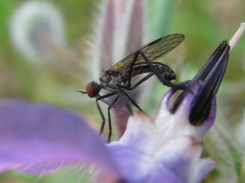 Carrellata Ditteri