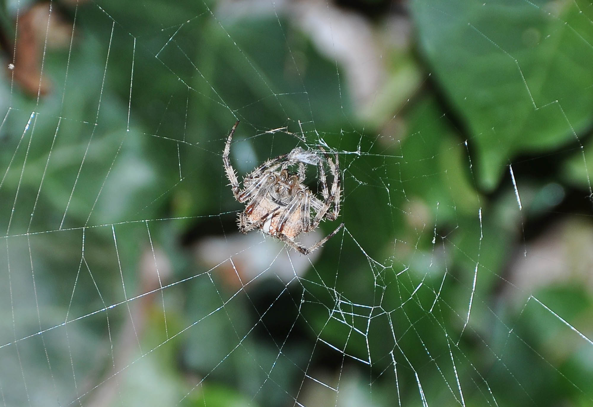 ARANEUS DIADEMATUS