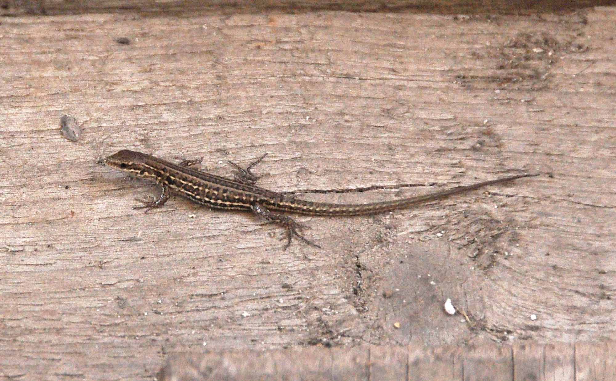 PODARCIS MURALIS E SICULA