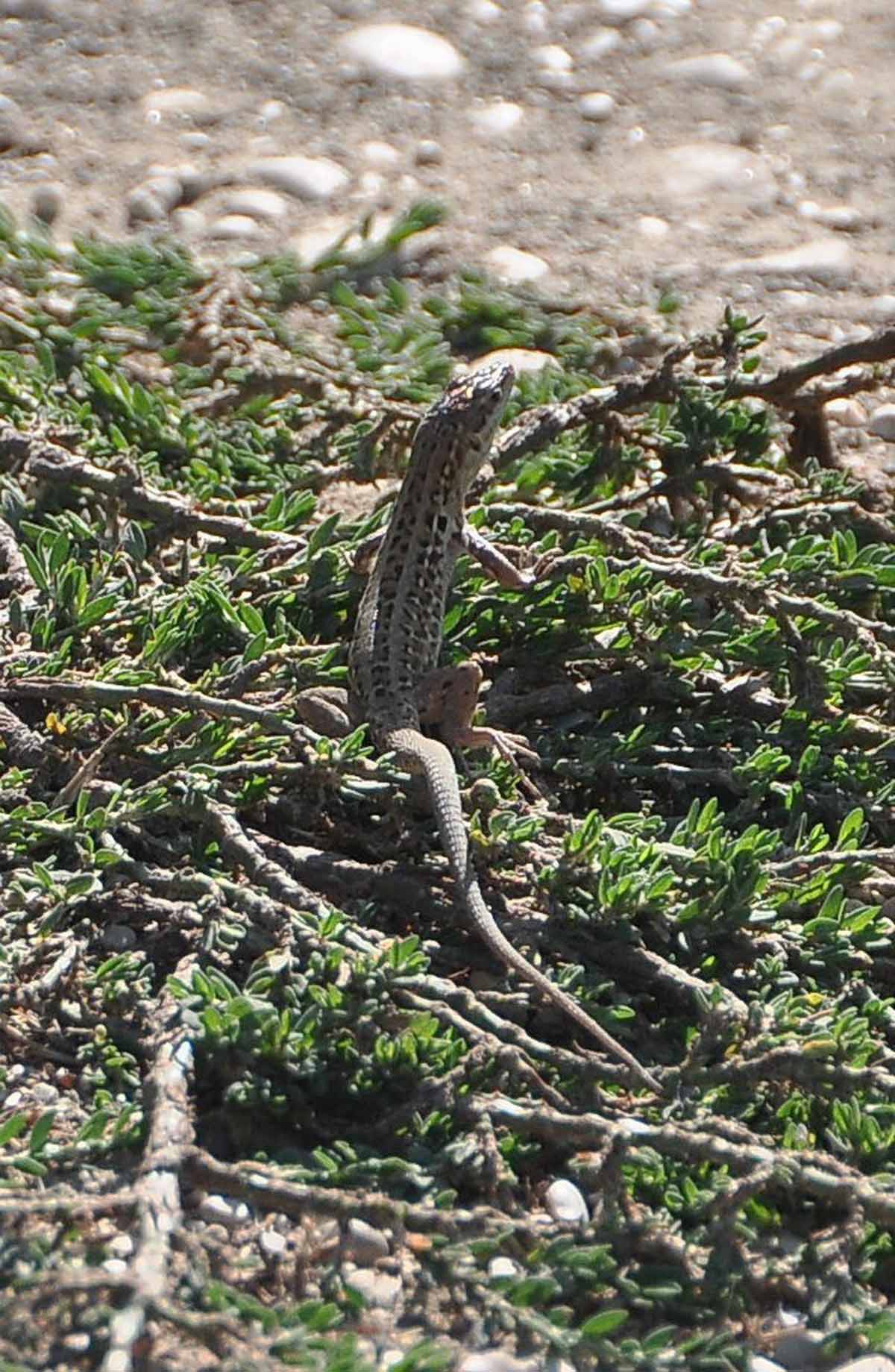 PODARCIS MURALIS E SICULA