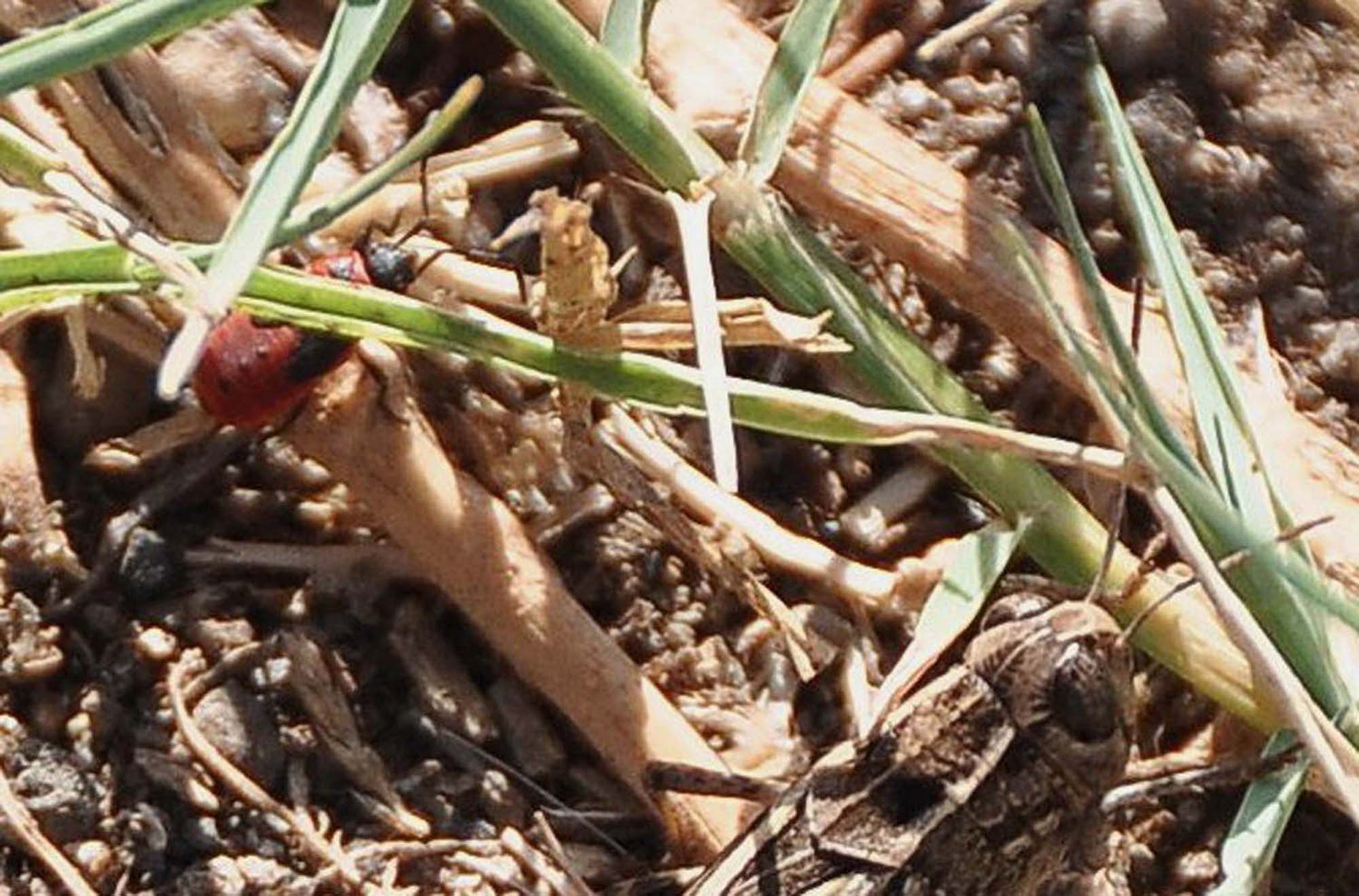 GRILLO CON ACARO: Calliptamus sp. con eterottero