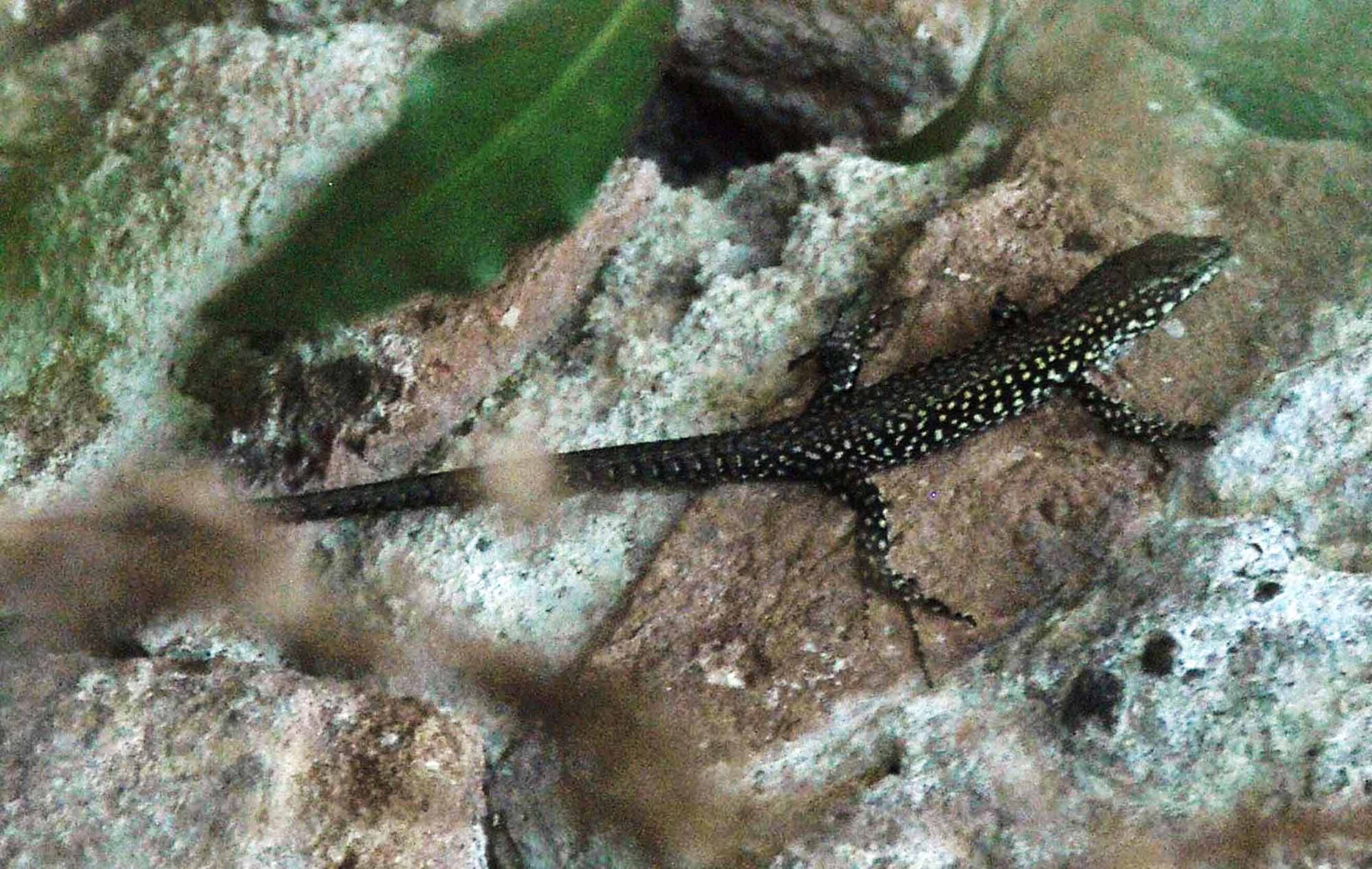 PODARCIS MURALIS E SICULA