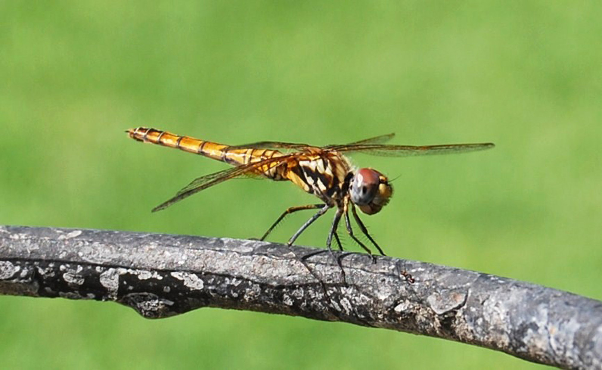 LIBELLULA - Trithemis annulata (femmina)