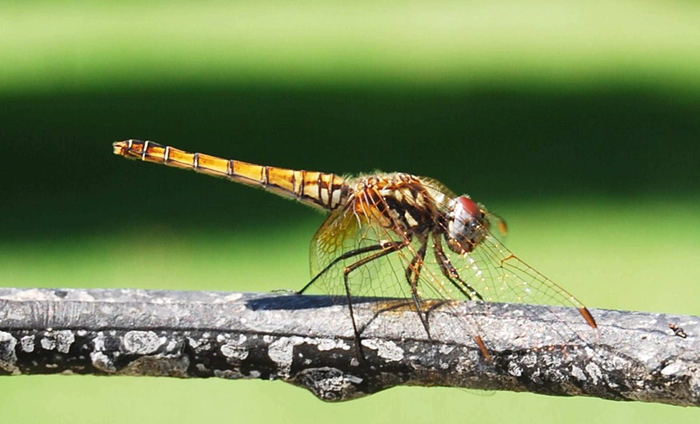 LIBELLULA - Trithemis annulata (femmina)