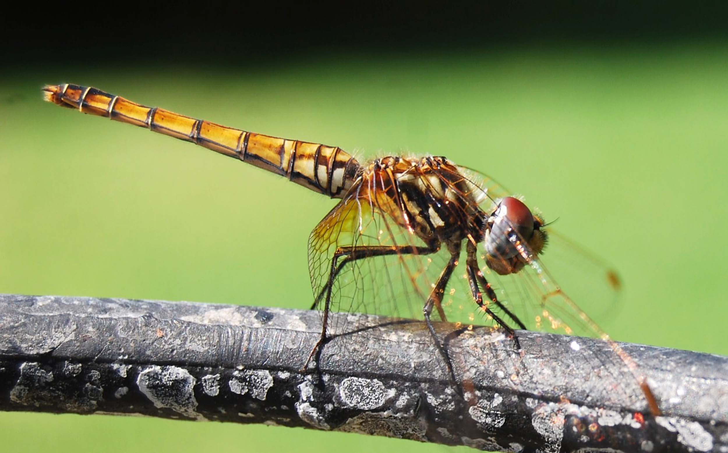 LIBELLULA - Trithemis annulata (femmina)