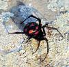 Latrodectus Tredecimguttatus