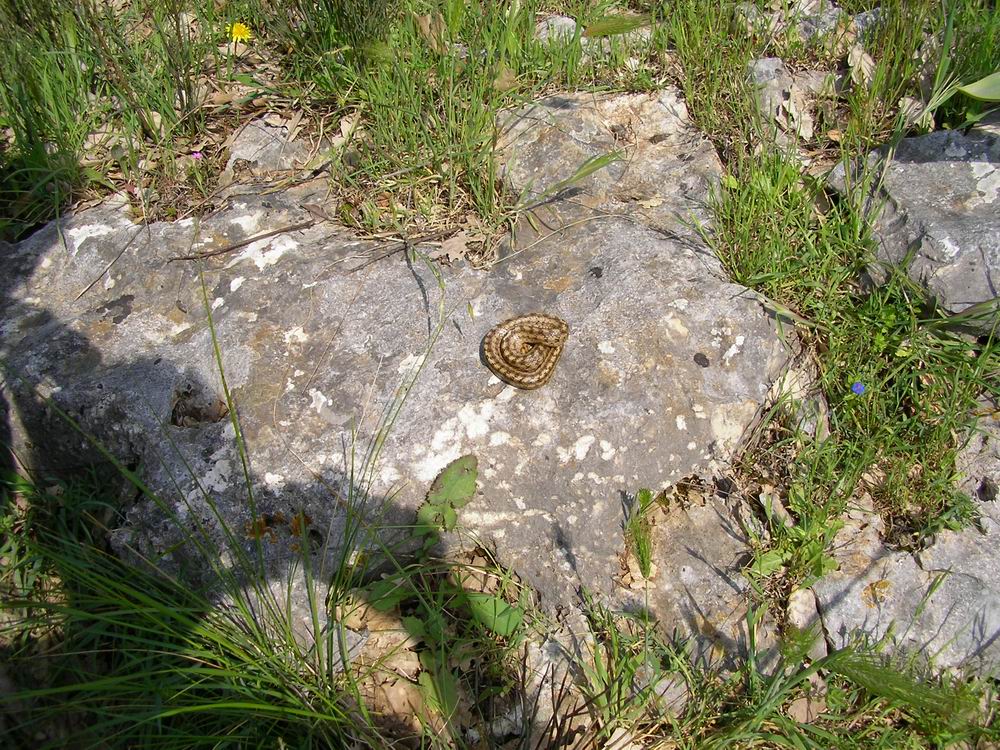 Coronella austriaca femmina