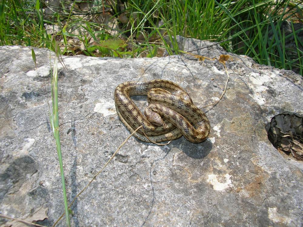 Coronella austriaca femmina