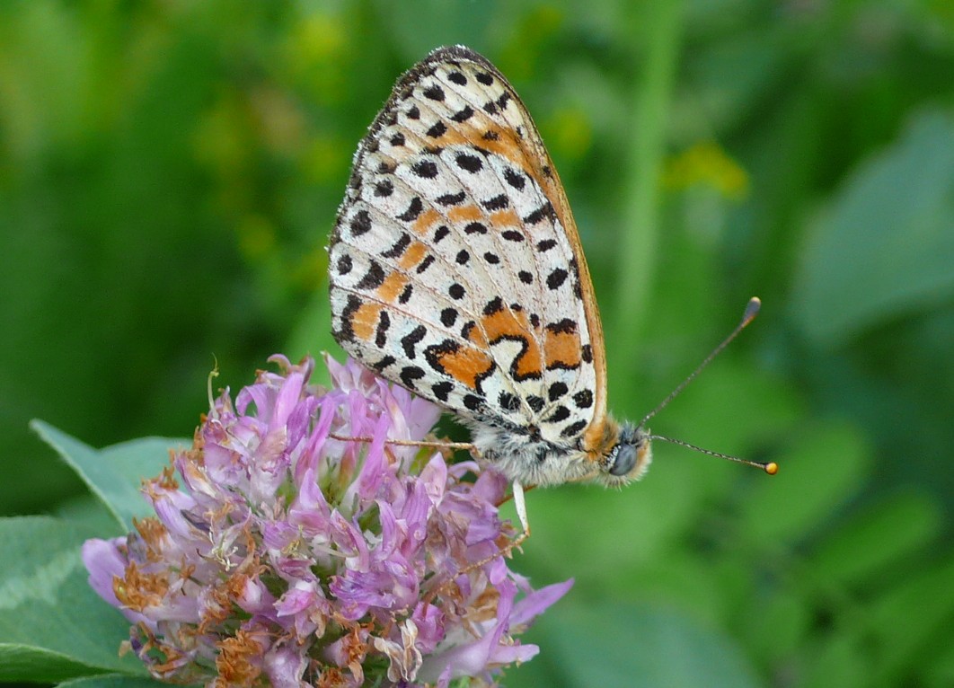 identificazione - Melitaea didyma