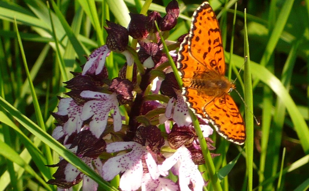 identificazione - Melitaea didyma