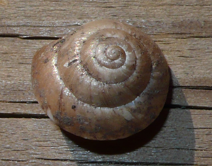 Censimento: H. cinctella?