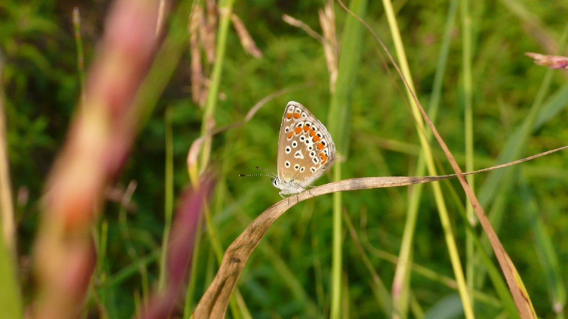 Altra graziosa farfallina