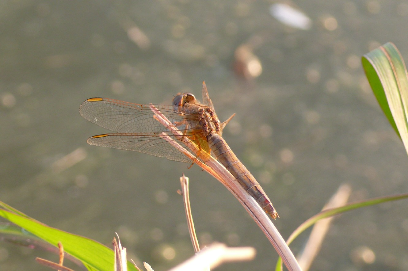 Help - Crocothemis erythraea (femmina)