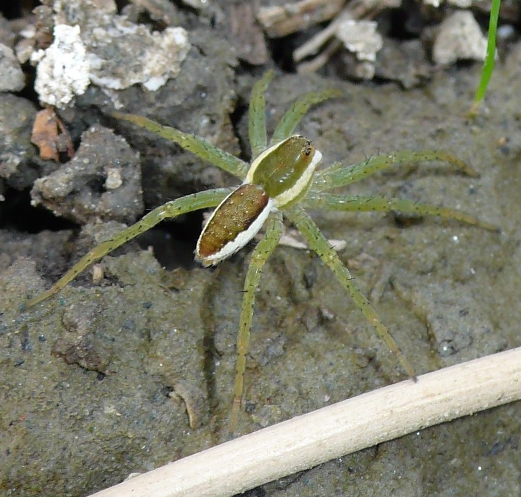 Dolomedes fimbriatus