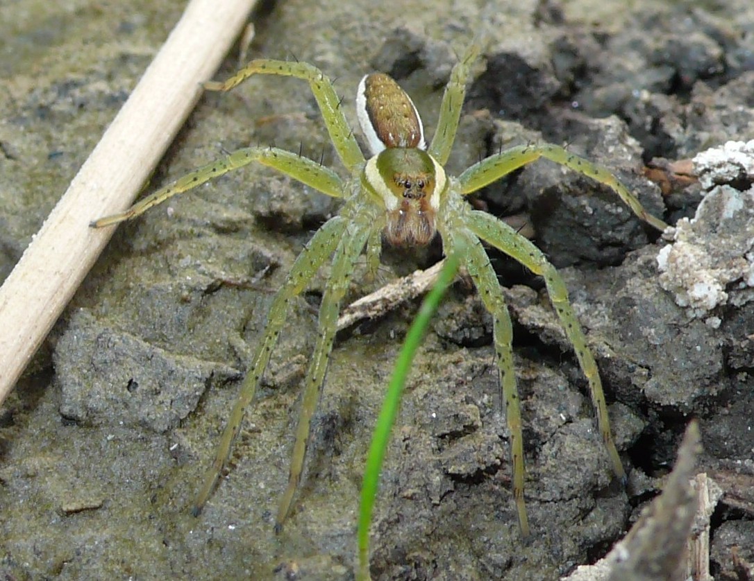 Dolomedes fimbriatus